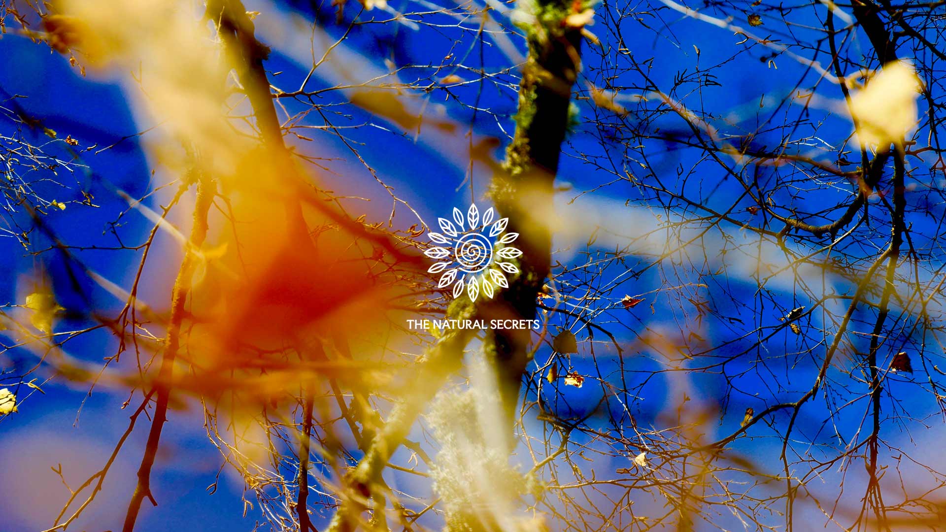 A blue Sky with trees in front and the logo of The Natural Secrets. Self-awareness.