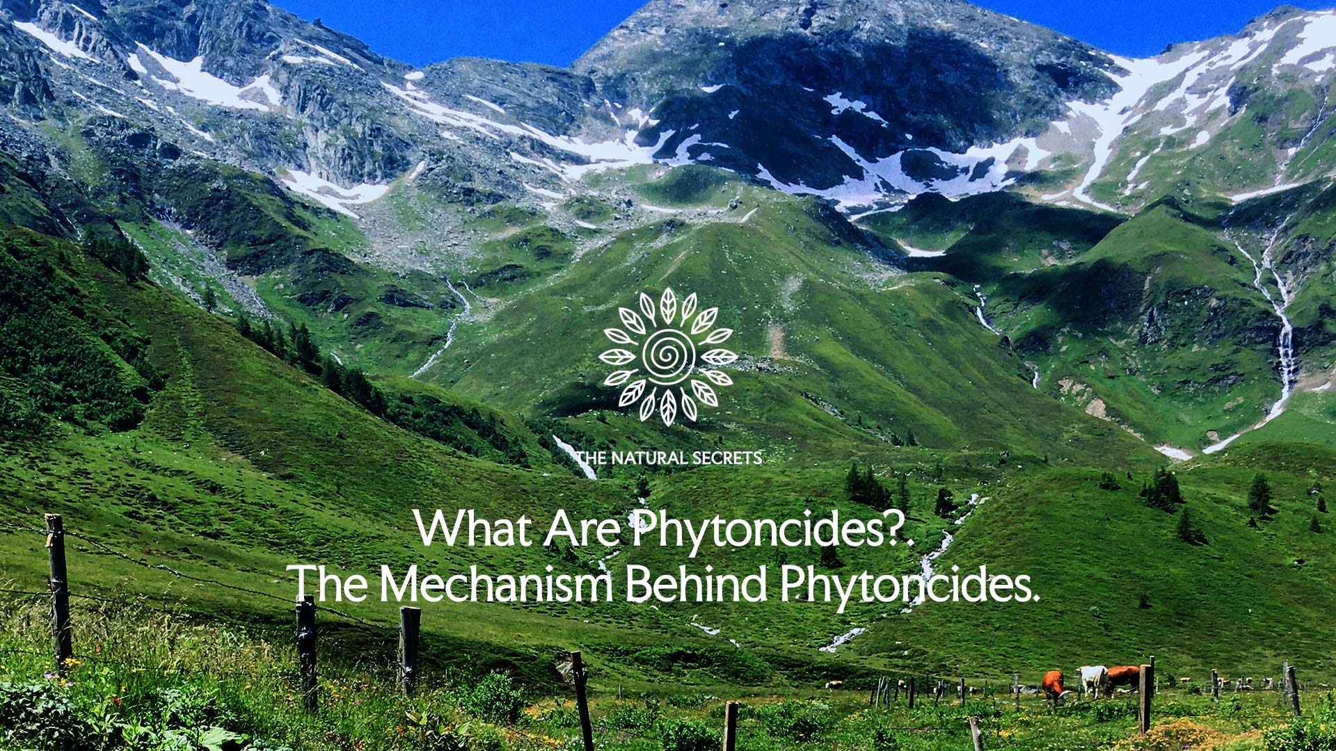 What are Phytoncides.